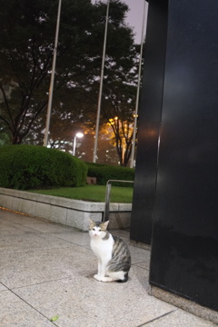 新宿のネコ　こっちみてる