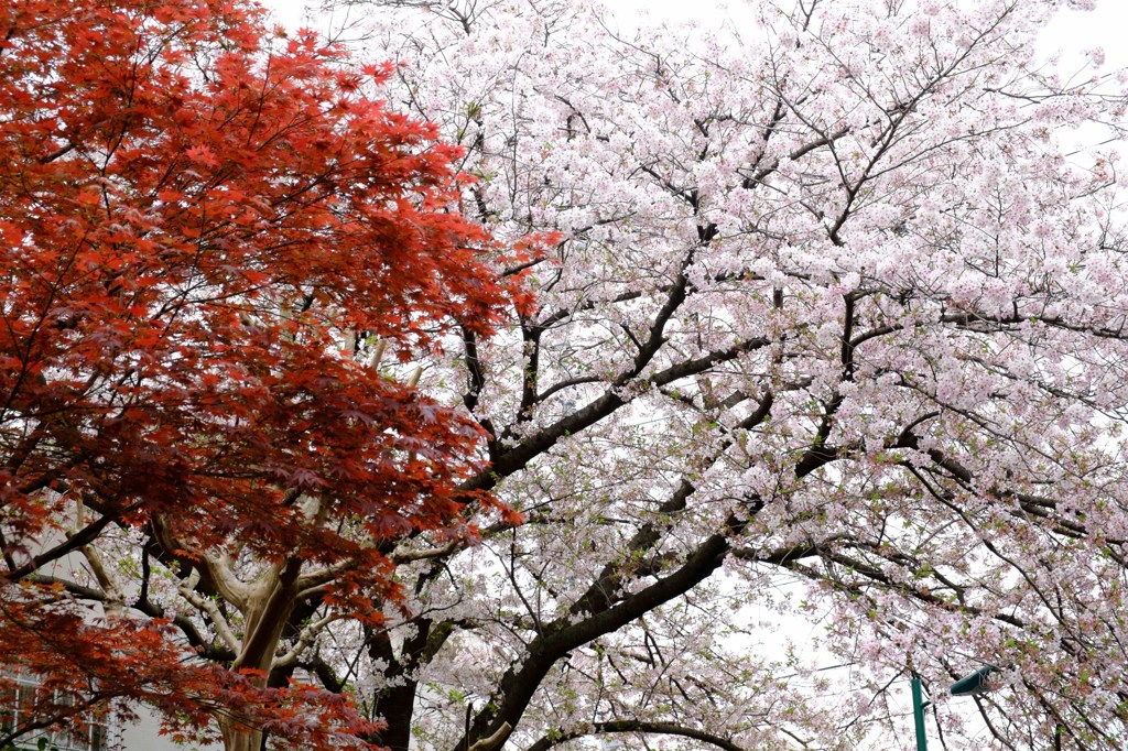 桜＆楓