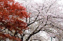 桜＆楓