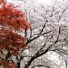桜＆楓