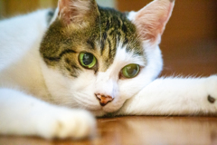 のんびりモード。