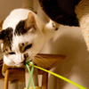 猛獣りんこ。