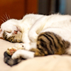 いくら寝ても眠い。