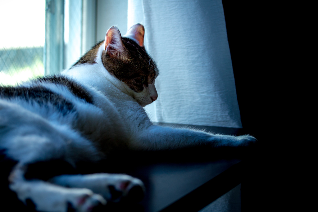 窓辺の猫。