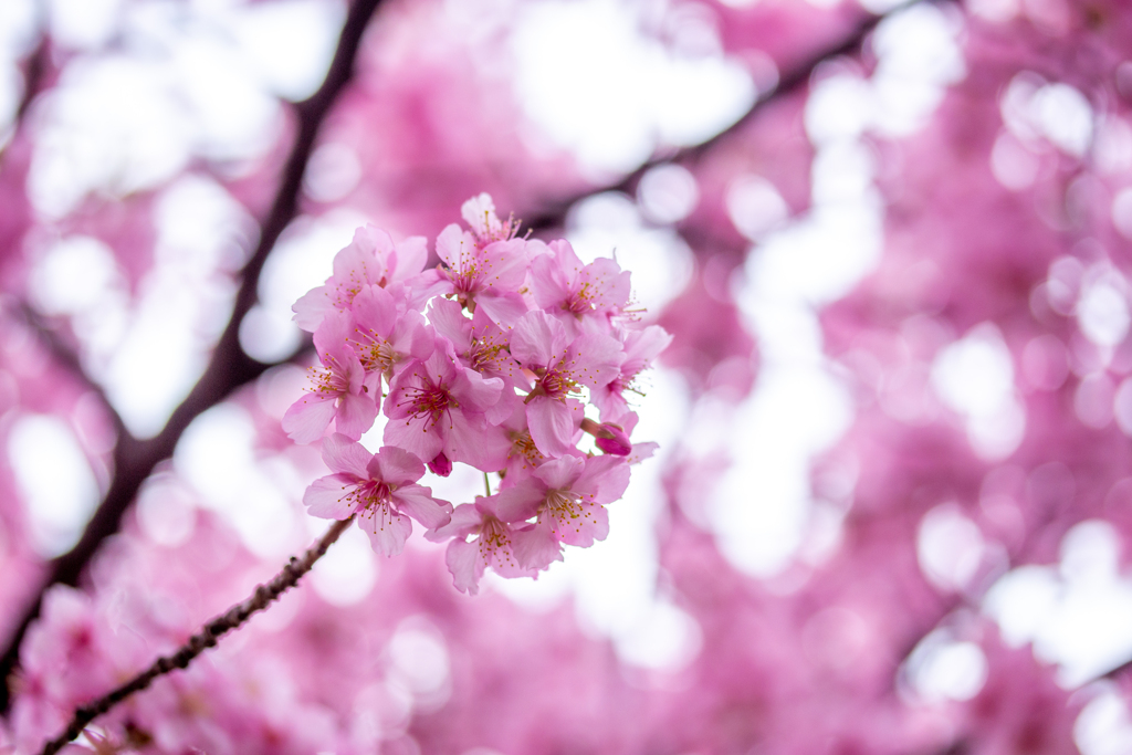 河津桜の世界。