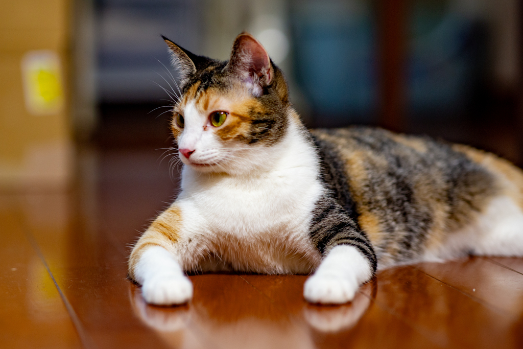 立派な猫へ。
