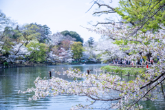 池辺の桜模様。