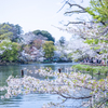 池辺の桜模様。