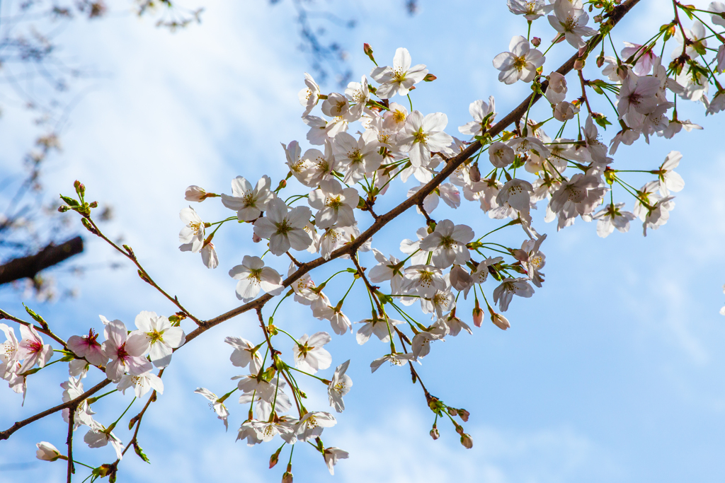 冬桜の透ける空。