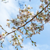 冬桜の透ける空。