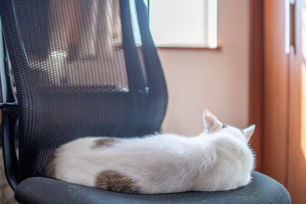 暑い猫の背中。