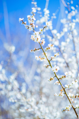 春を告げる花。