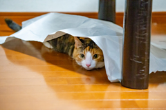 かくれんぼLv1。