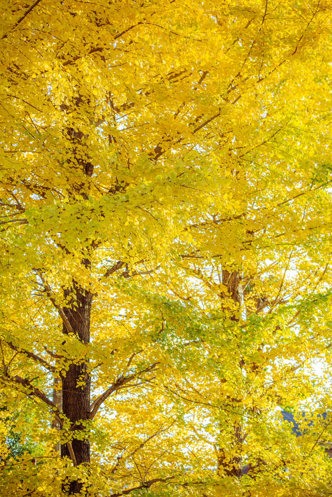 黄色、過剰供給。