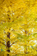 黄色、過剰供給。