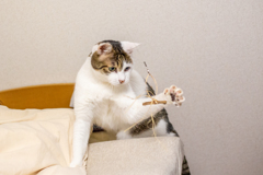 狙い撃ち。