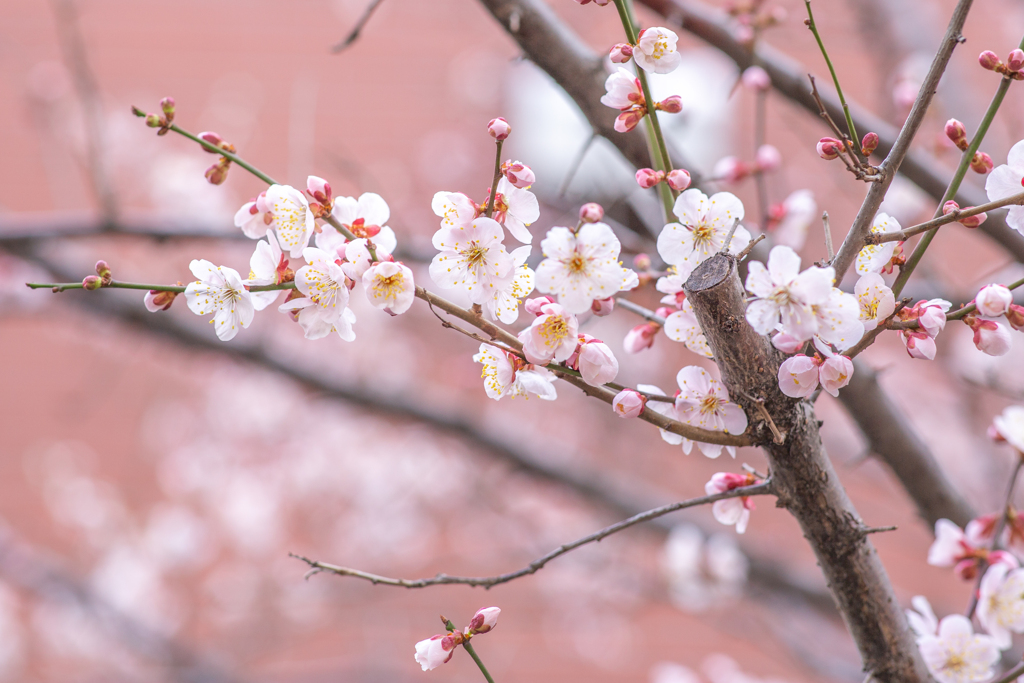 梅梅梅、蕾蕾蕾。