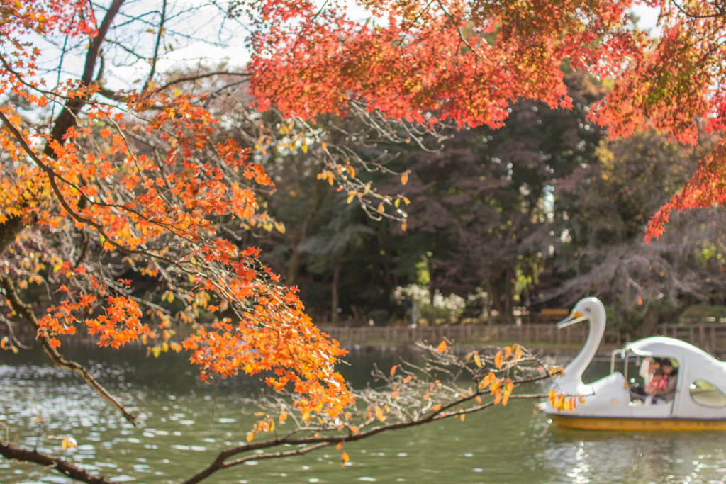 紅葉とスワンボート。