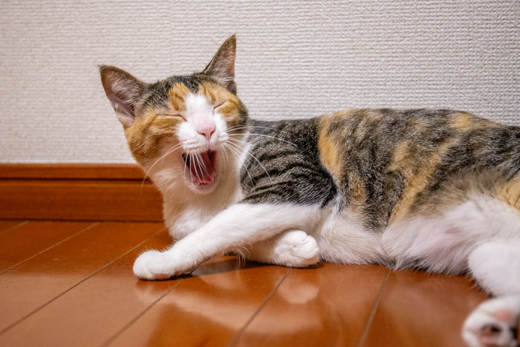控えめあくび。