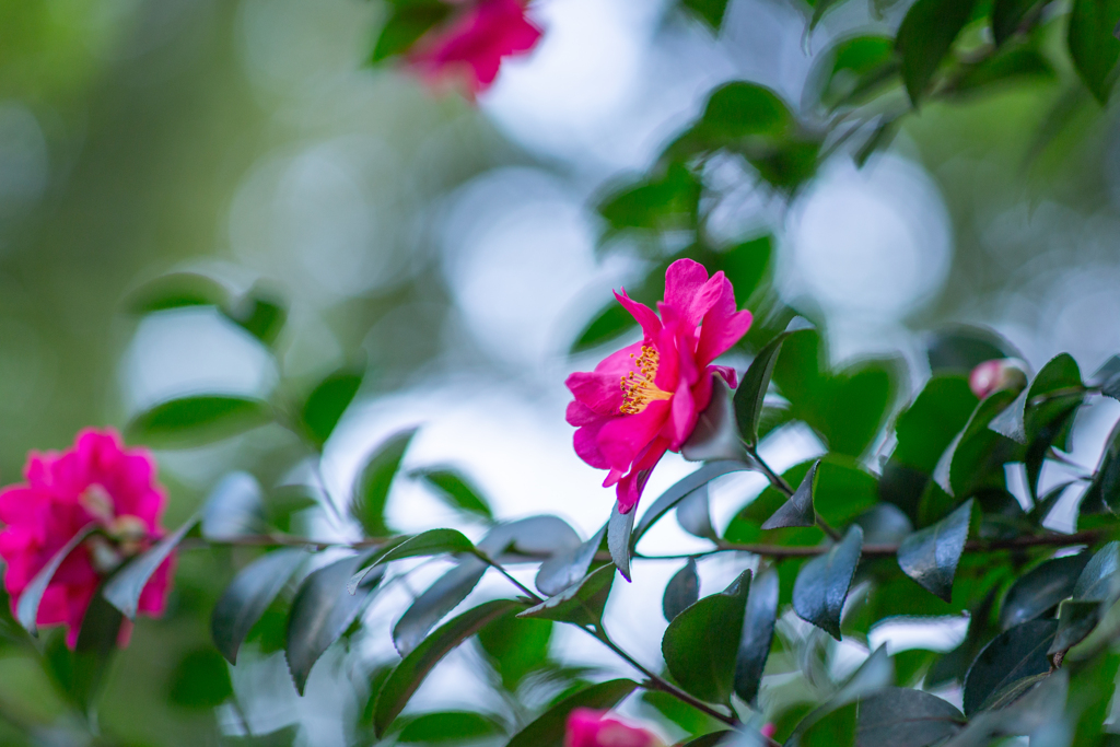 緑間にひとひら。