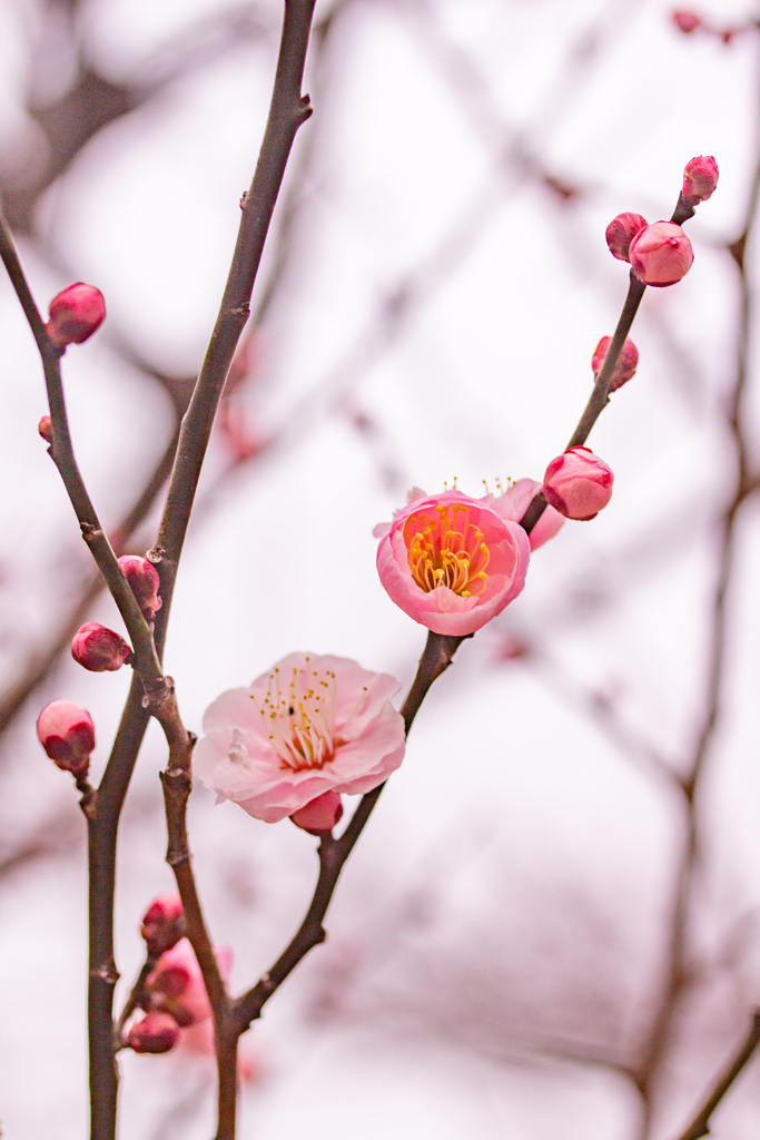 春を感じるピンクの梅の花。