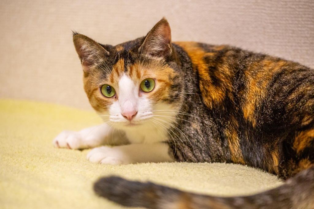 こはるのだよ。