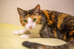 こはるのだよ。