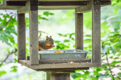 ごはんタイム。