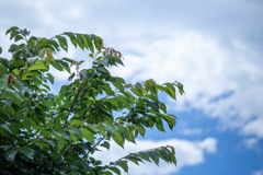 空へ伸びる、夏の予告。
