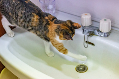 お水のけんきゅう。