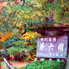 紅葉に誘われて。