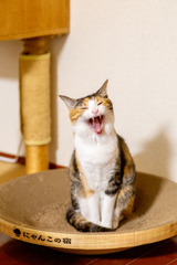 あくびで祝う1才。