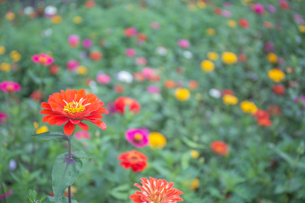 秋の花畑。