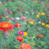 秋の花畑。