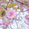 ふわふわの花