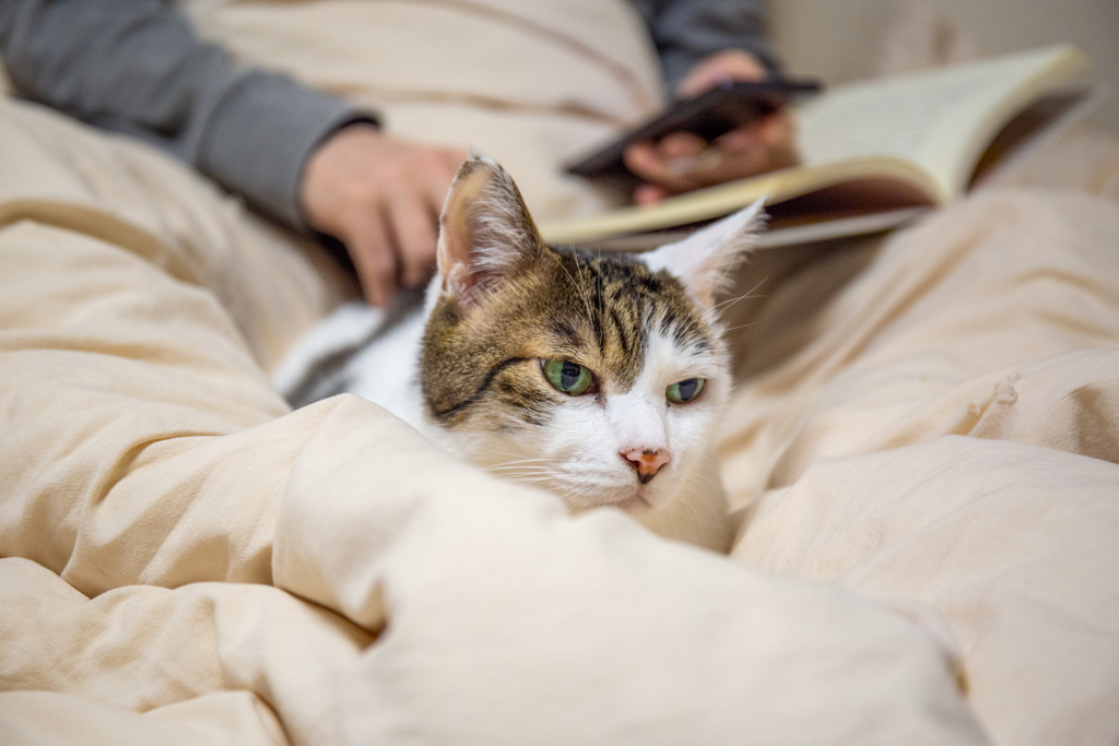 読書と見せかけて。