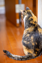 三毛猫。