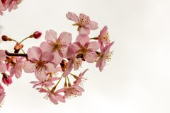 透き通る河津桜。