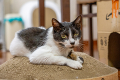 爪とぎの上で。