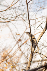 冬空のリサイタル。