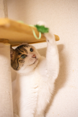 子猫気分。