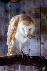 フクロウさんのビューティーケア。