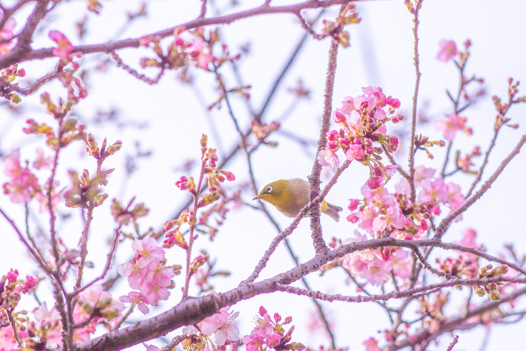 メジロさんと寒桜。