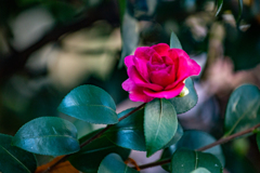 冬に咲く意思。