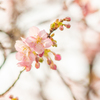 冬桜。