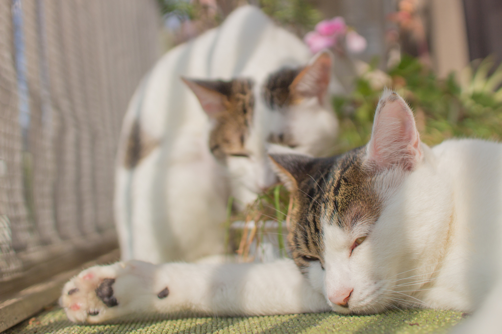 日向ぼっこ。