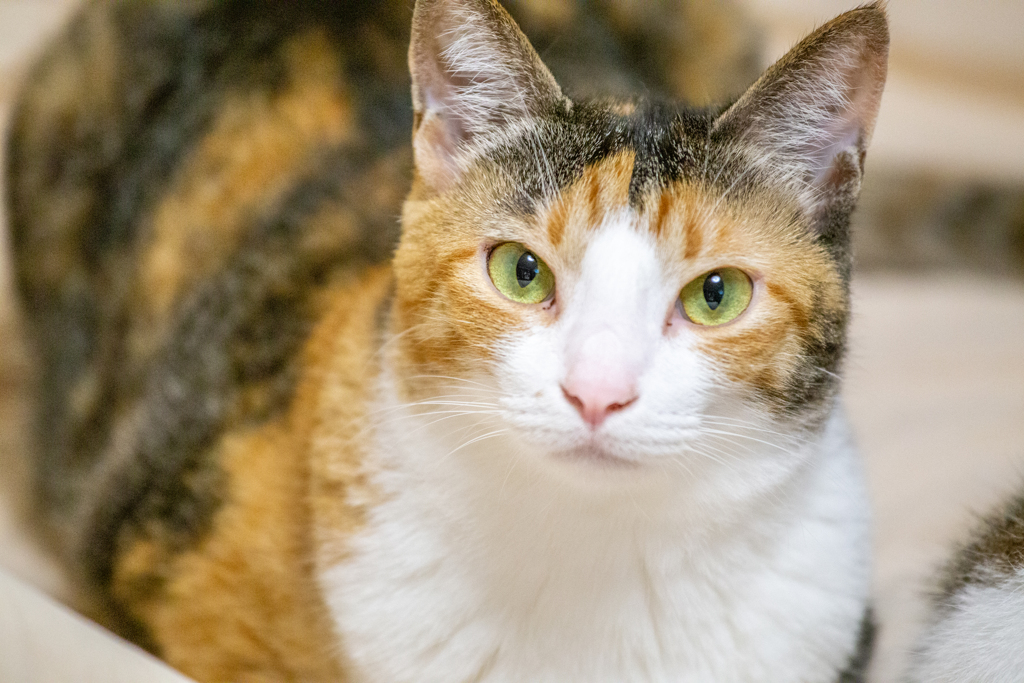 世界はこはちゃんのもの。