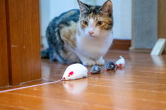ネズミの行列。