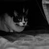 こたつのかけら。