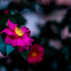 闇に咲く色温。